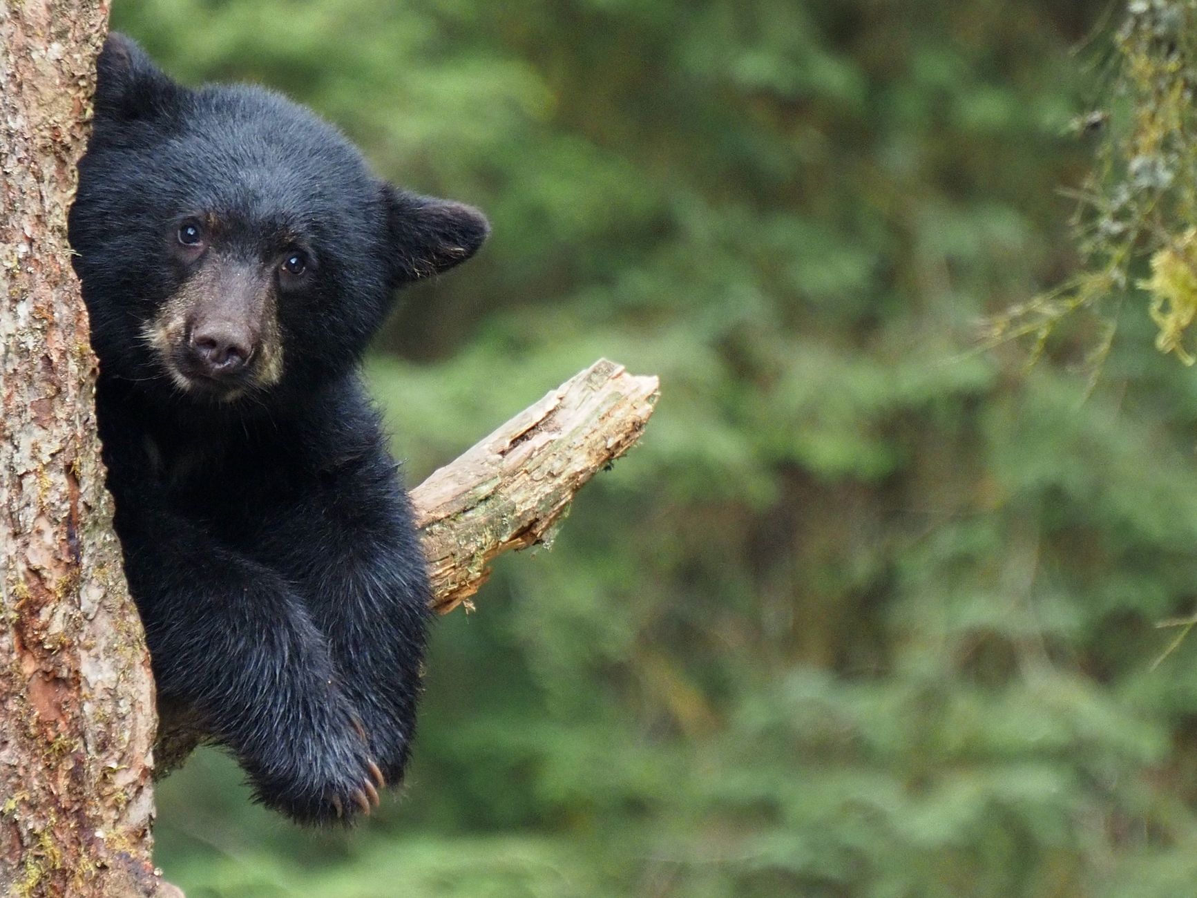 adorable black bear cub in alaskan wilderness